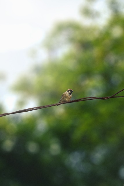 Free Sparrow Bird photo and picture