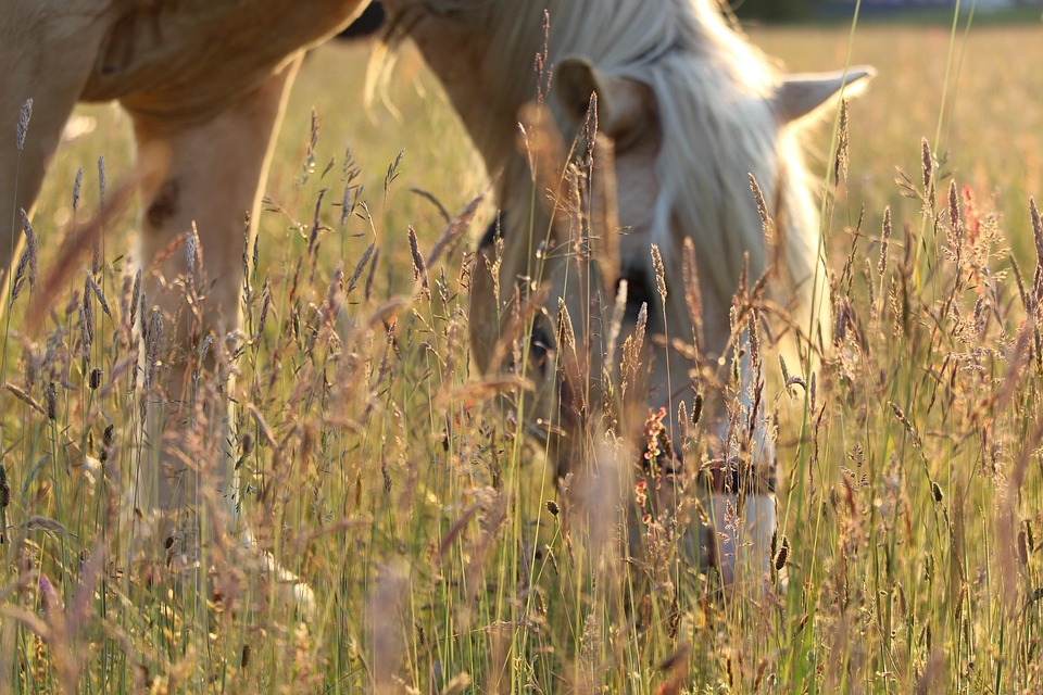 Meadow Paddock Horse - Free photo on Pixabay