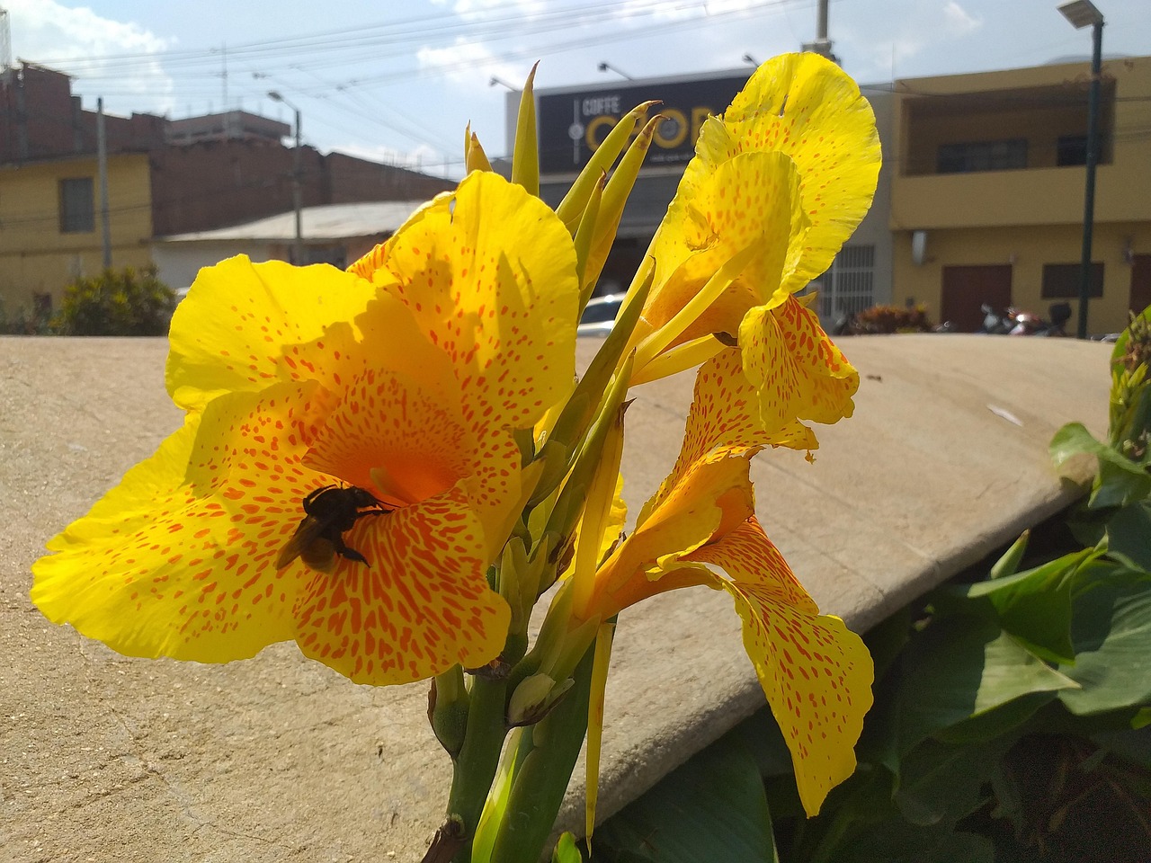Bumblebee Huánuco Free photo on Pixabay Pixabay