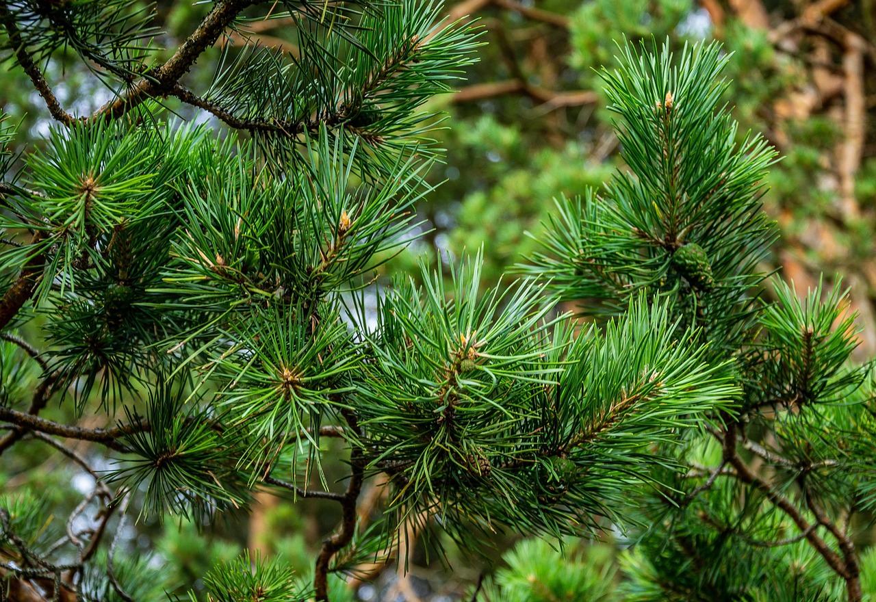 Pine Tree Evergreen Free photo on Pixabay Pixabay