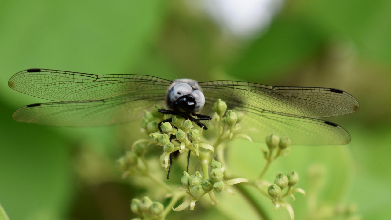 Dragonfly Insect Macro - Free photo on Pixabay - Pixabay