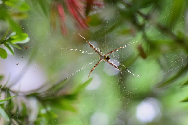 Free Spider Arachnid photo and picture