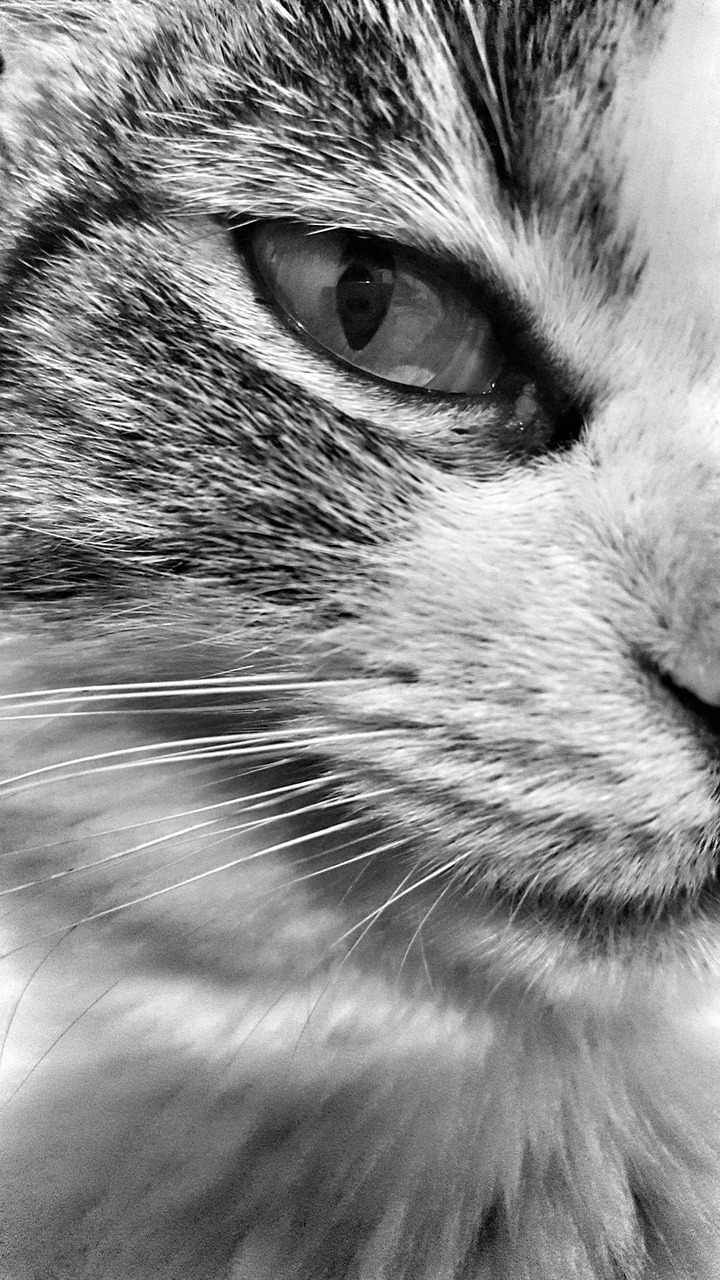 Cat Black And White Animal - Free photo on Pixabay - Pixabay