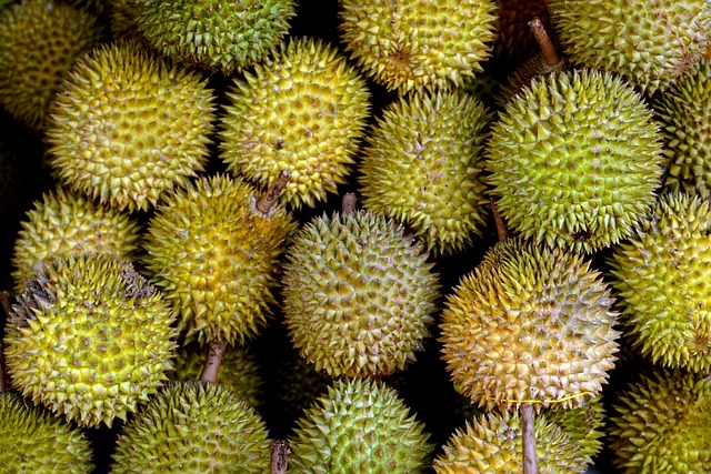 Free Fruit Durian photo and picture