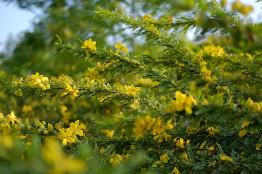 Amarelo, Flor, Jardim, Natureza, Natural