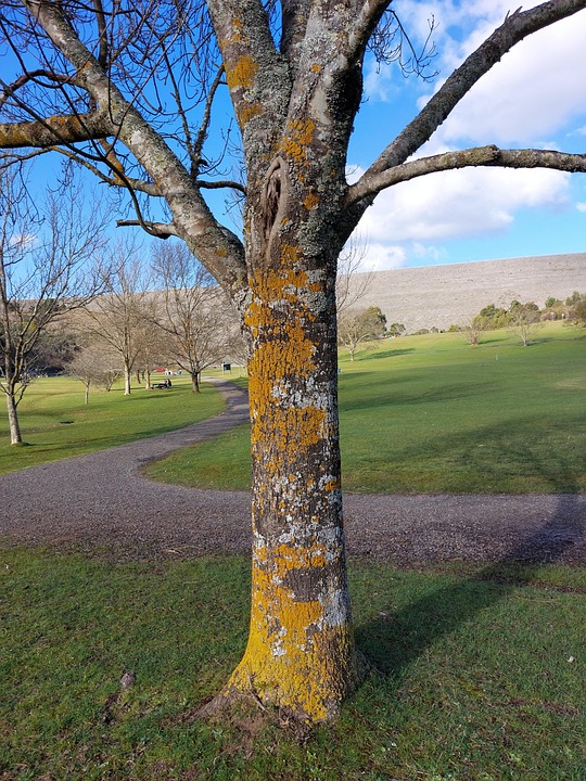 Tree Trunki Tree Trunk Trees Moss - Free photo on Pixabay - Pixabay
