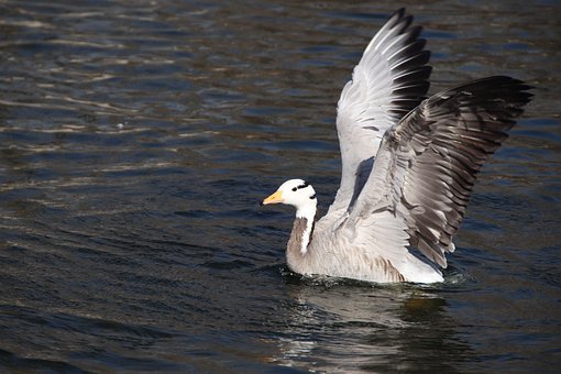 Bar-Headed Goose Ornithology Bird - Free photo on Pixabay