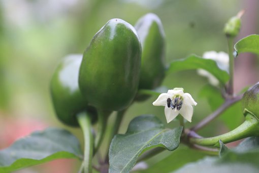 Free Chilli Hot photo and picture