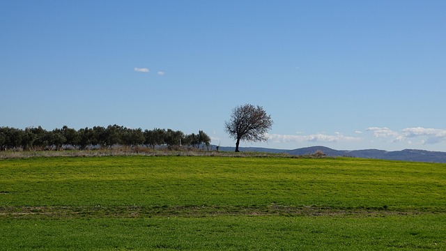 Natur, Bäume, Draußen, Feld, Wiese
