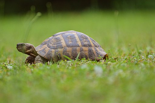 Free Turtle Reptile photo and picture