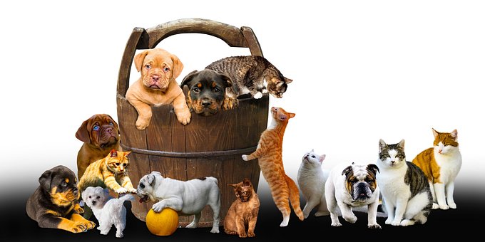 Animals, Mammals, Dogs, Cats, Puppies