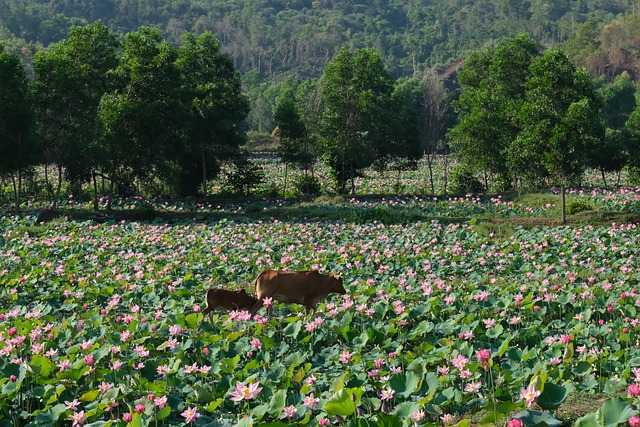 Free Flowers Nature photo and picture