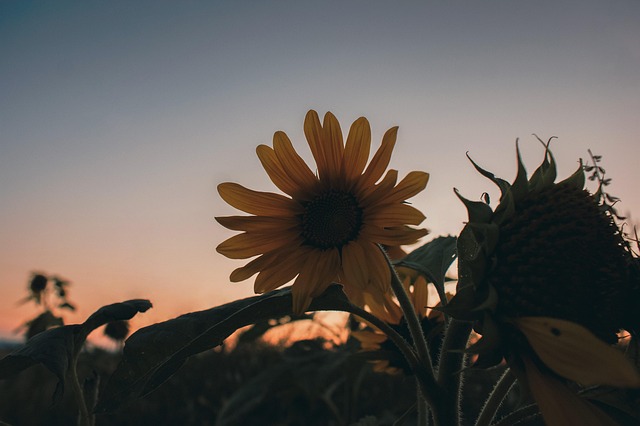 Free Sunflower Flower photo and picture