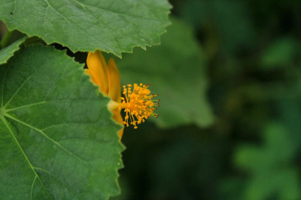 Flower Bloom Botany - Free photo on Pixabay - Pixabay