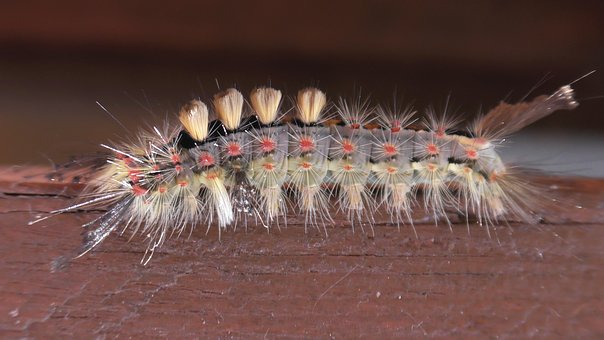 Free Caterpillar Rusty Tussock Moth photo and picture