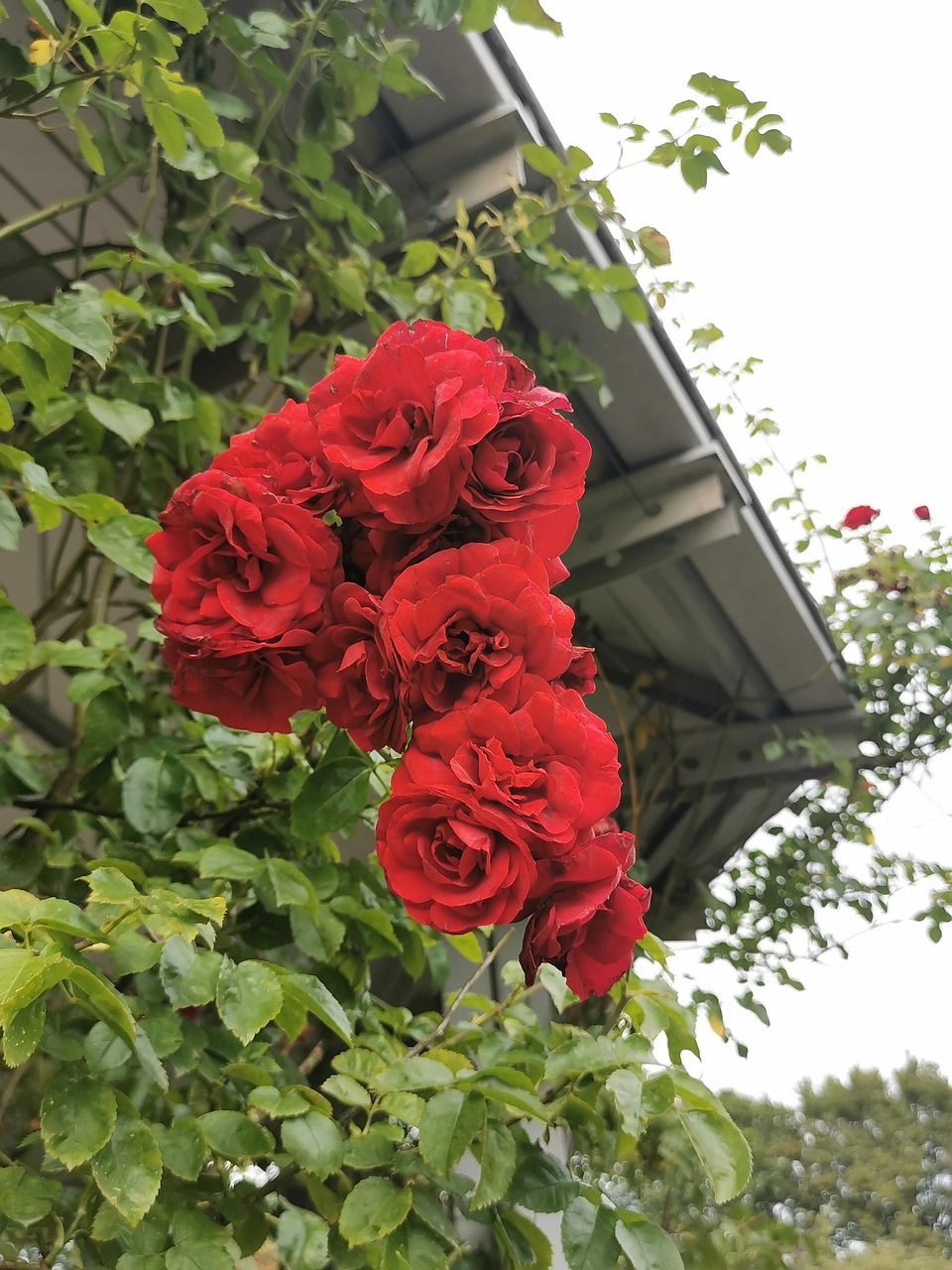 Rose Blumen Garten - Kostenloses Foto auf Pixabay - Pixabay