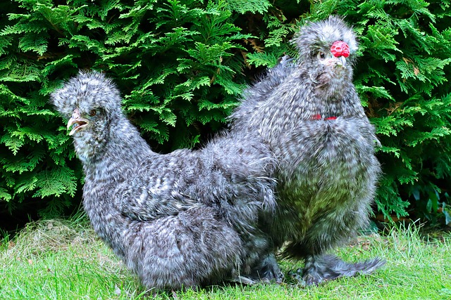 Vogel, Hähnchen, Seidig, Vogelkunde