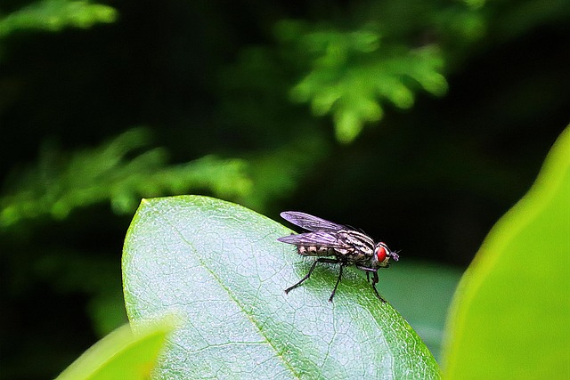 Free Insect Fly photo and picture