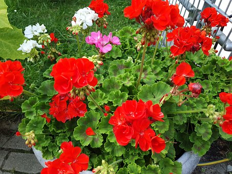 Geranium, Blomst, Plante, Natur, Have