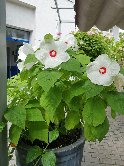 Hibiskusblüte, Blomst, Plante, Natur