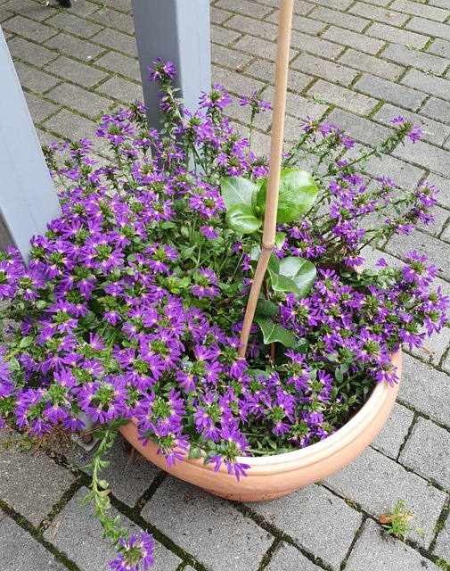 Blå Fanblomst, Blomst, Plante, Natur