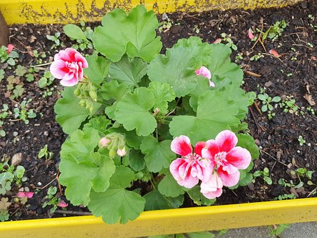 Blomst, Plante, Natur, Have