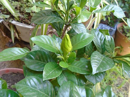 Free Button Gardenia photo and picture
