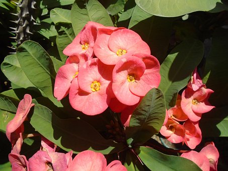 Free Flower Flowers photo and picture