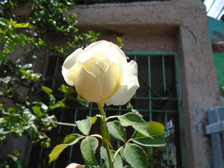 Free Rose Flower photo and picture