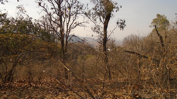 Free Forest Spring photo and picture