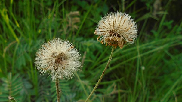 Free Flower Dandelion photo and picture