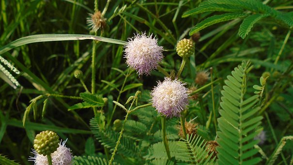 Free Flower Summer photo and picture