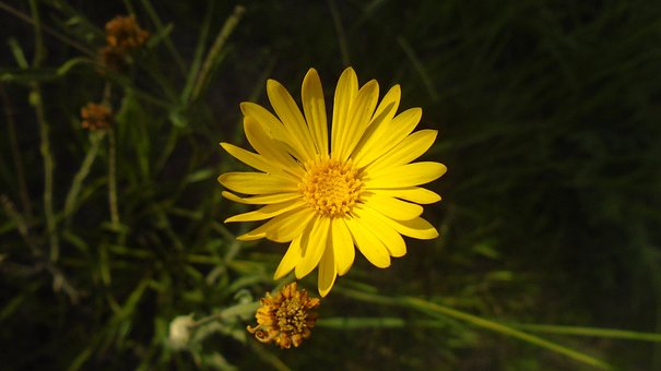 Free Sunflower Flower photo and picture