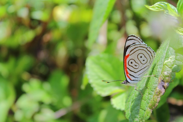Free Butterfly Insect photo and picture