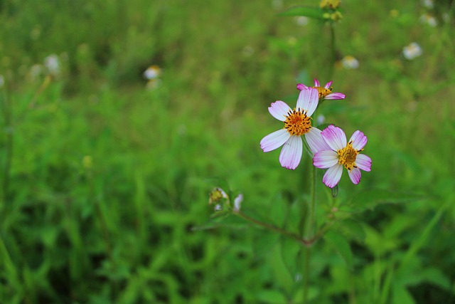 Free Flowers Nature photo and picture