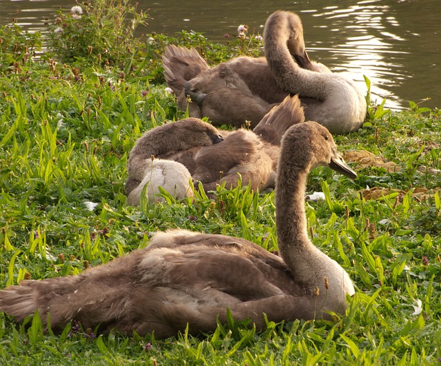 Schwäne, Jungschwäne, Vogel, Wasser, See