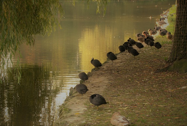 Ente, Enten, Gefieder, Vögel