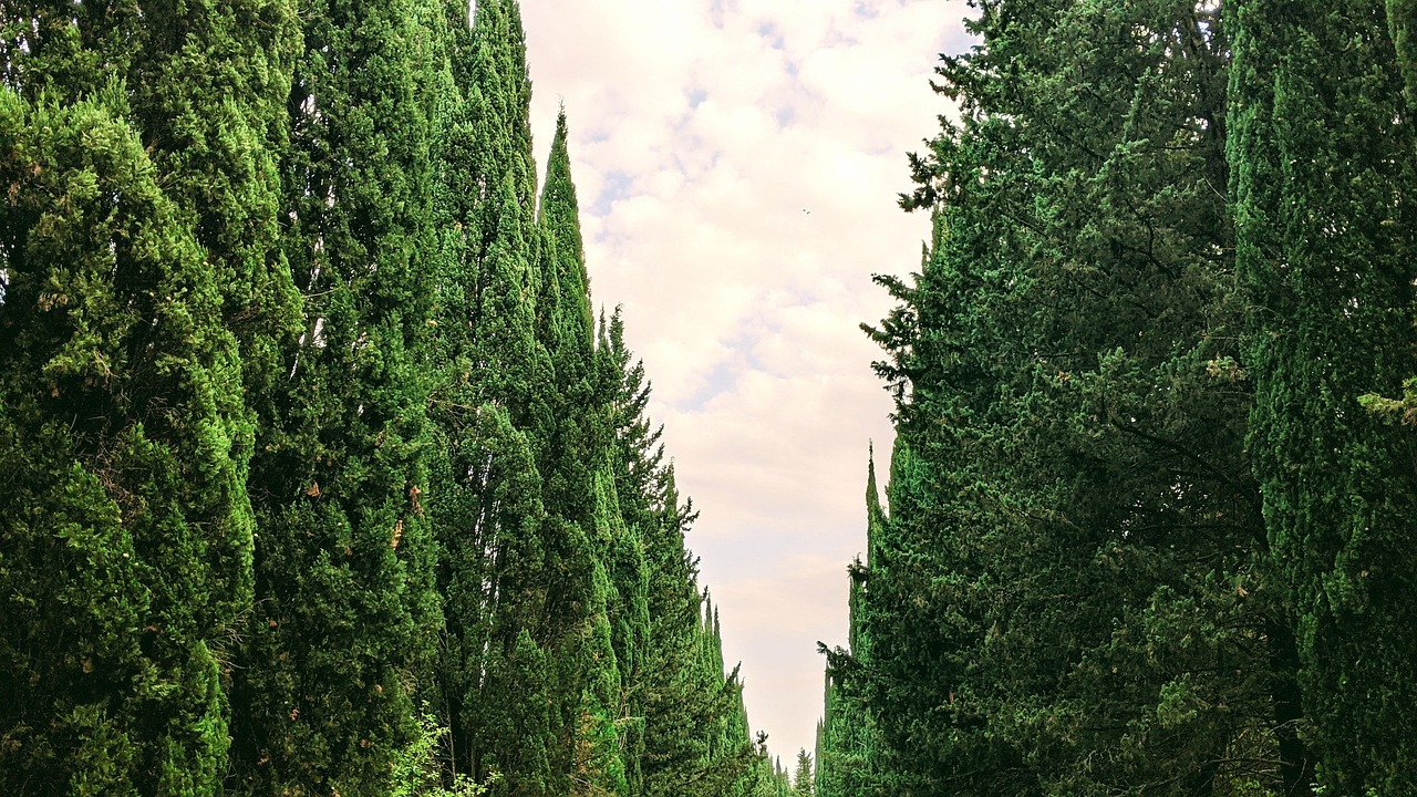 Trees Vegetation Leaves Free photo on Pixabay Pixabay