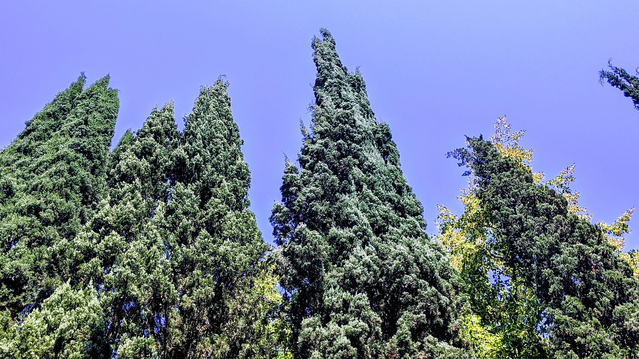 Trees Vegetation Leaves Free photo on Pixabay Pixabay