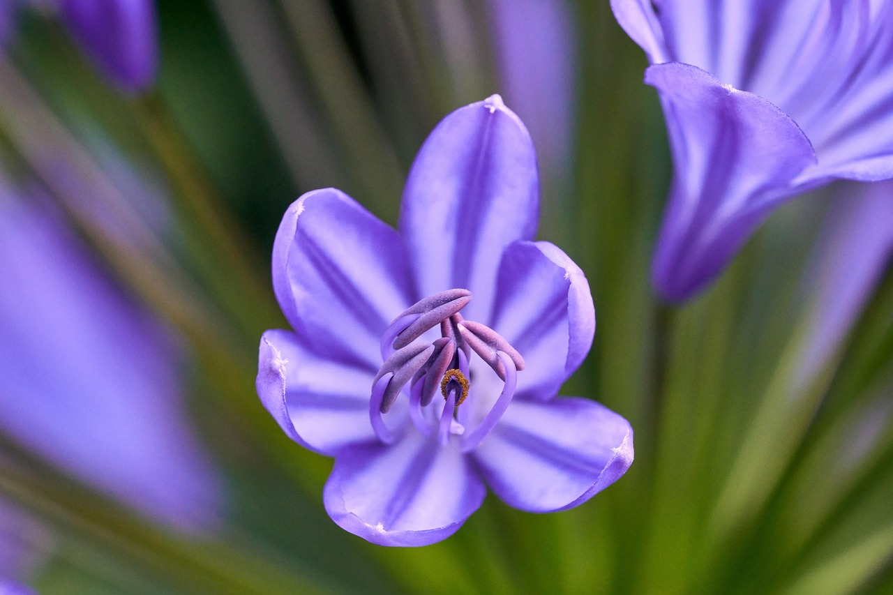 Flower - free online jigsaw puzzle photo