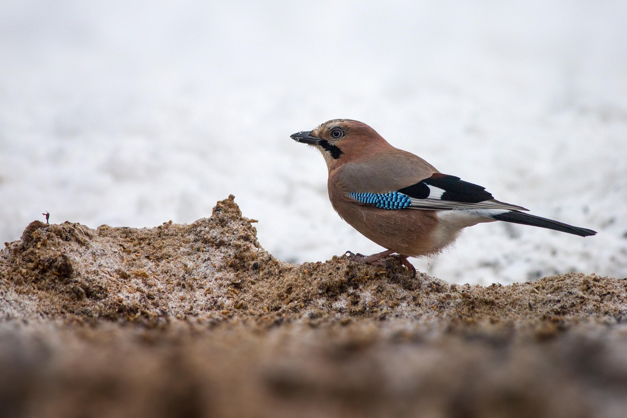 Eurasiska Jay Fågel Sittande - Gratis foto på Pixabay - Pixabay