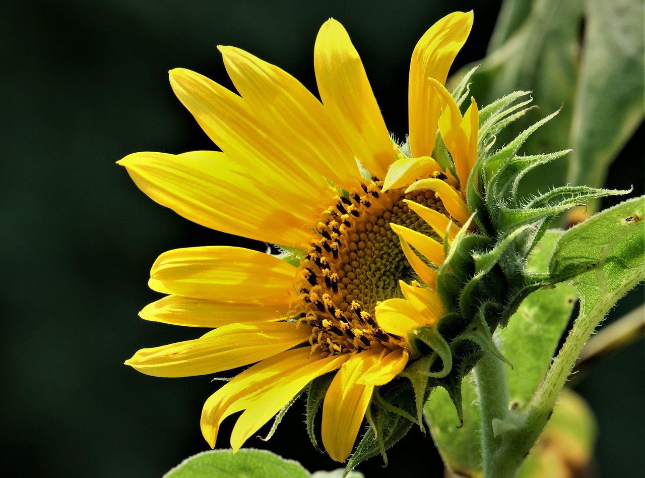 Sunflower Yellow Flower Free photo on Pixabay Pixabay