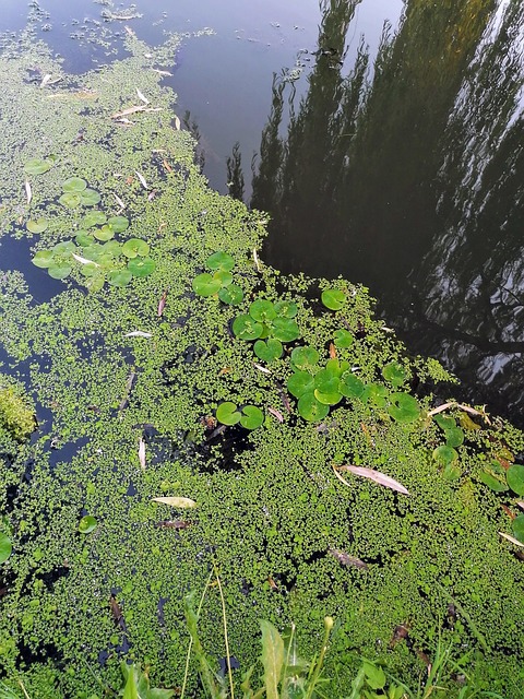 Free Duckweed Green photo and picture