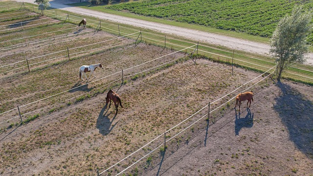 Free Horses Fields photo and picture