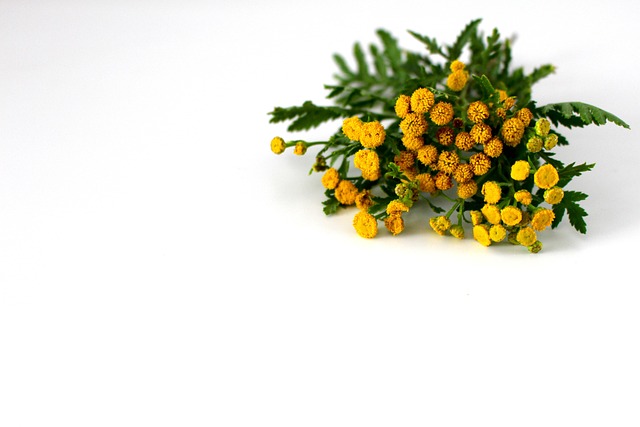 Flor, Planta, Erva, Folhas