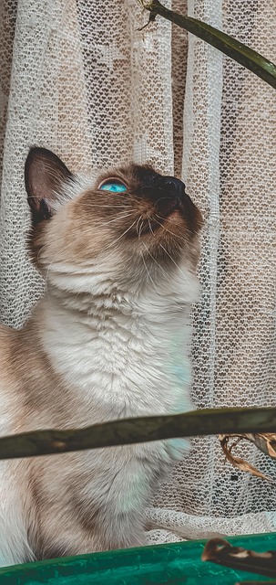 Gato, Siamés, Mascota, Felino, Animal