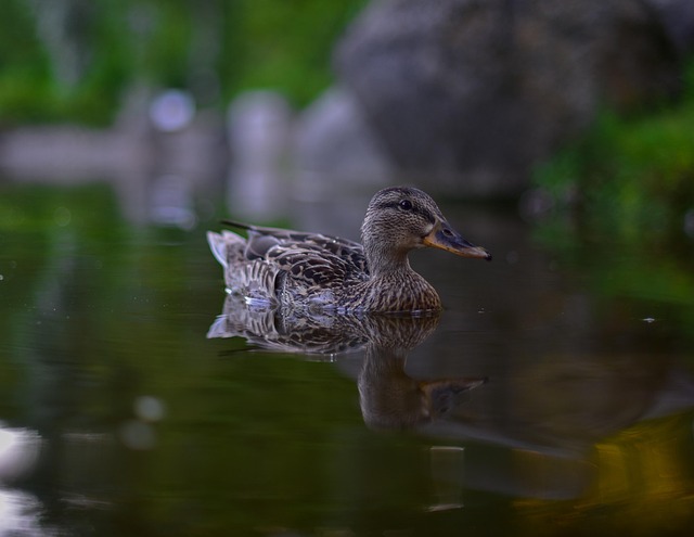 Free Duck Waterfowl photo and picture