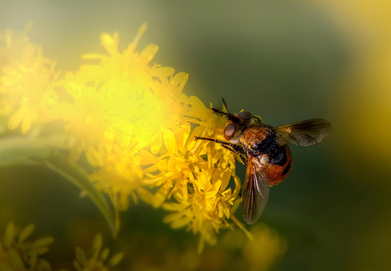 Bee Insect Pollinate Free photo on Pixabay Pixabay