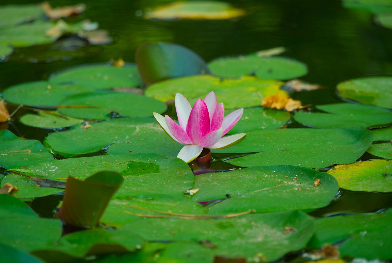 4 Nénuphars Artificiels Flottants - Décoration étang Ou Piscine