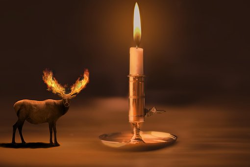 Free Reindeer Windows Wallpaper photo and picture